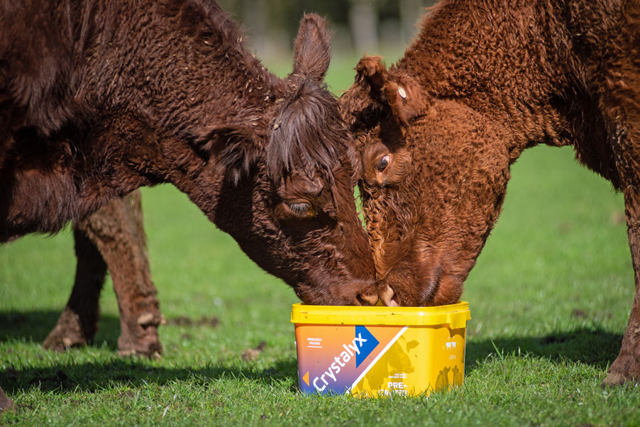 Crystalyx Pre-Calver, molasses feed mineral cattle lick