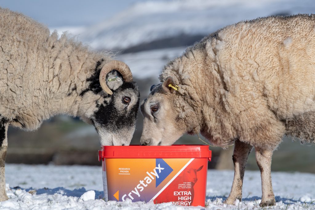 Beltex and Swaledale ewes eating from a High Energy feed block.