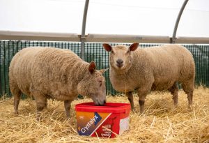 Crystalyx Extra High Energy red tub for sheep