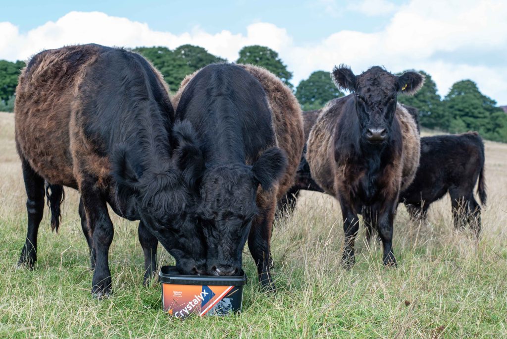 Crystalyx Garlyx Summer mastitis – Prevention is Better Than Cure