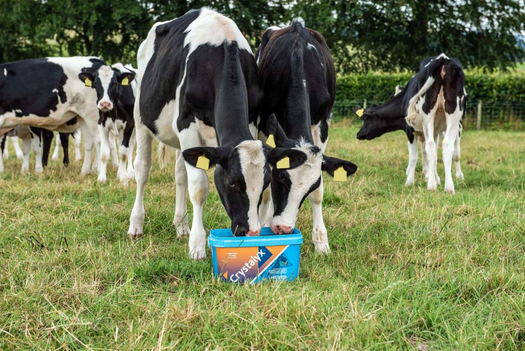 Cattle licks
