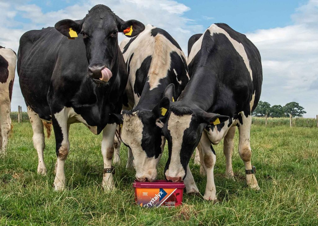 Crystalyx transition dry cow