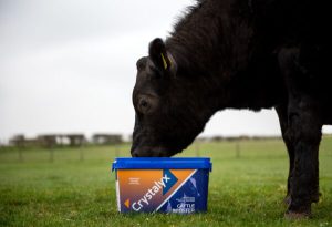 summer grazing