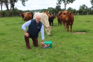 Cattle in field with David Morgan, Crystalyx