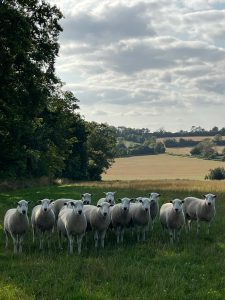 500-head closed commercial flock of pedigree Lleyn